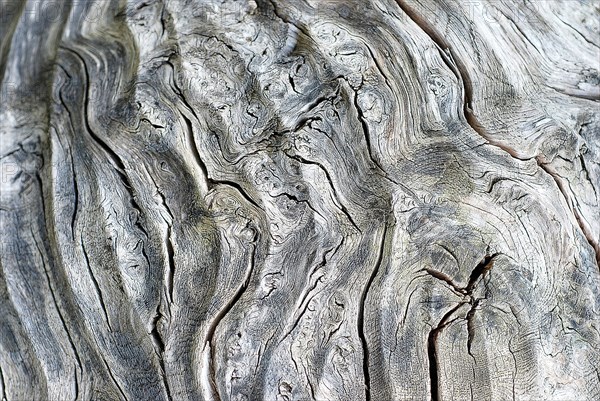 Detail of a tree trunk