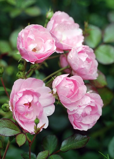 Fleurs de rosier buisson