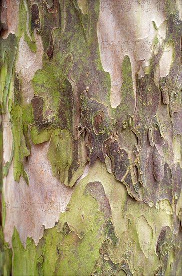 Détail d'un tronc d'arbre