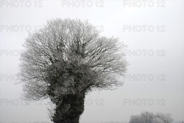 Brouillard dans un parc anglais du Norfolk