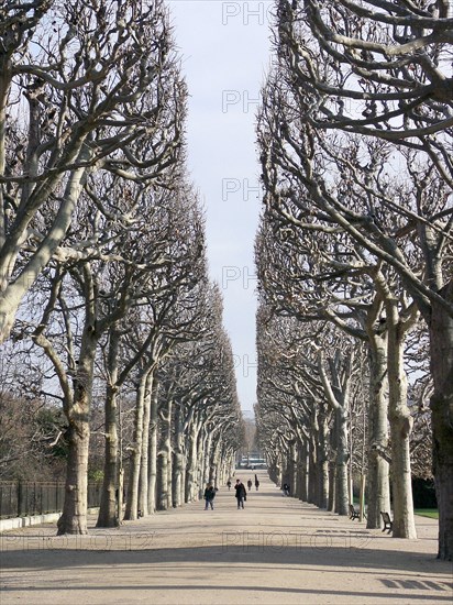 Alley of the Jardin des Plantes in Paris