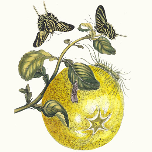 Photographer Feature Placeholder Image