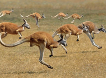 Animal alphabet book