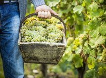 The grape harvest season