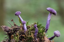Incredible mushrooms