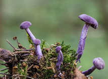 Champignons extraordinaires