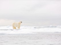 Animaux en voie de disparition